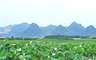 雷速-广西贺州不敌南京回龙，展现实力