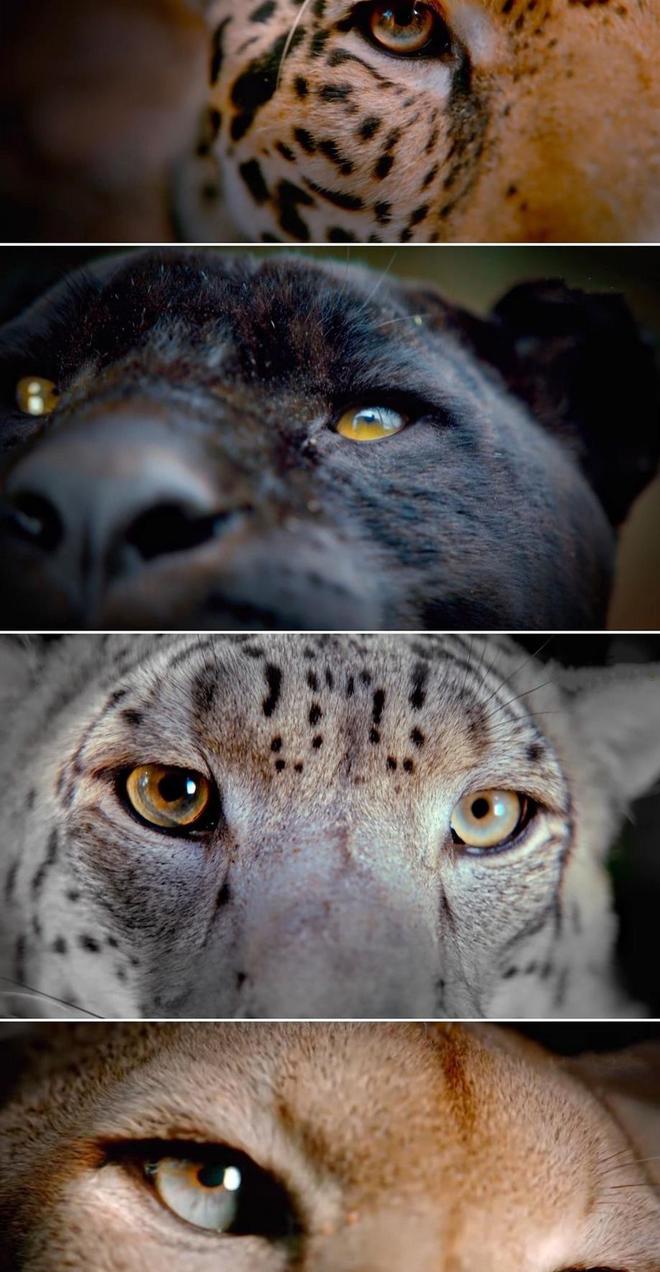 雷速官网-一场紧张的比赛，结果令人惊讶-第2张图片-雷速官网