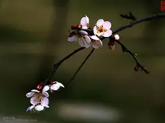 雷速官网-梅因茨队客场实现绝杀,喜迎三分-第1张图片-雷速官网 雷速官网-梅因茨队客场实现绝杀,喜迎三分-第1张图片-雷速官网