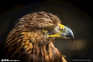 雷速-老鹰主场博得意槾，亚洲掀炸18分高潮-第2张图片-雷速官网